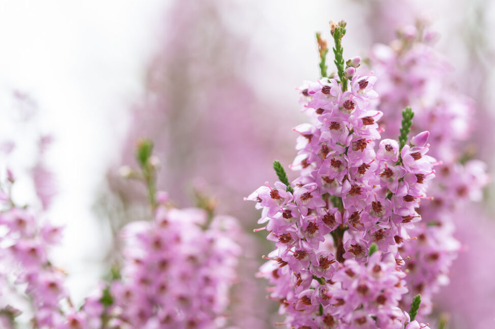 Besenheide Calluna vulgaris