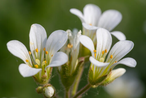 Knöllchen-Steinbrech Saxifraga granulata