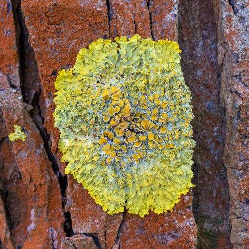 Gewöhnliche Gelbflechte Xanthoria parietina