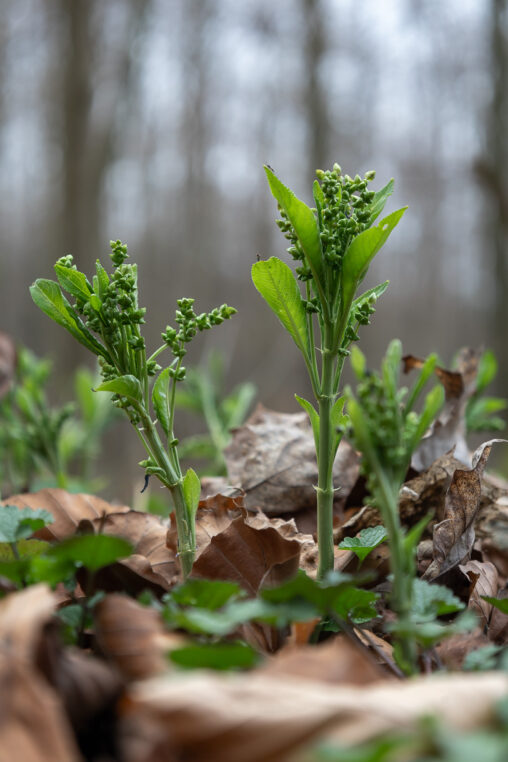 Wald-Bingelkraut Mercurialis perennis