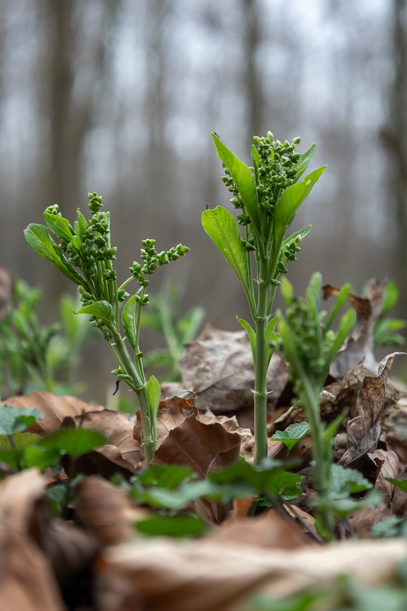Wald-Bingelkraut Mercurialis perennis, männliche Pflanzen kurz vor der Blüte