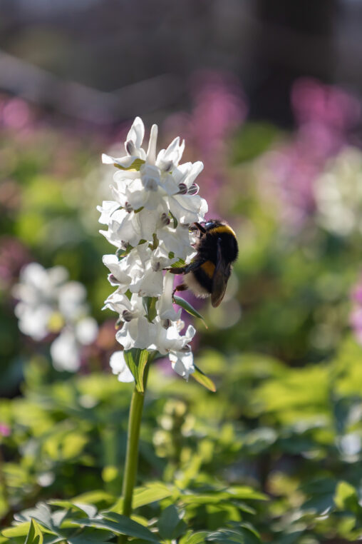 Hohler Lerchensporn Corydalis cava und Dunkle Erdhummel Bombus terrestris