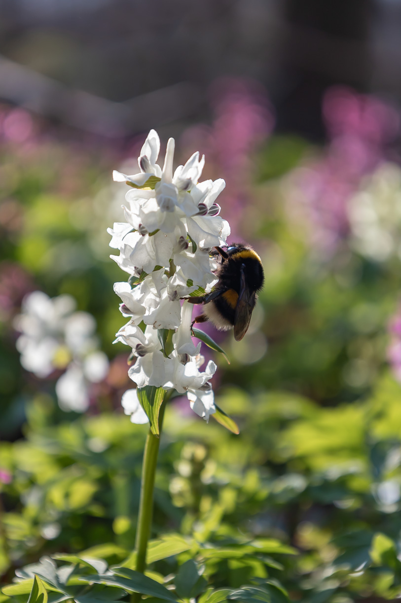 Hohler Lerchensporn Corydalis cava und Dunkle Erdhummel Bombus terrestris