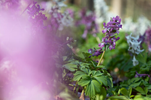 Hohler Lerchensporn Corydalis cava
