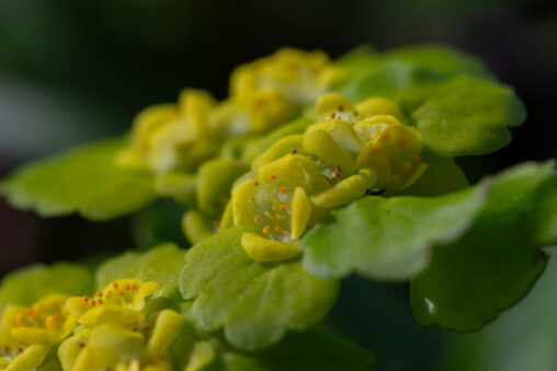 Wechselblättriges Milzkraut Chrysosplenium alternifolium