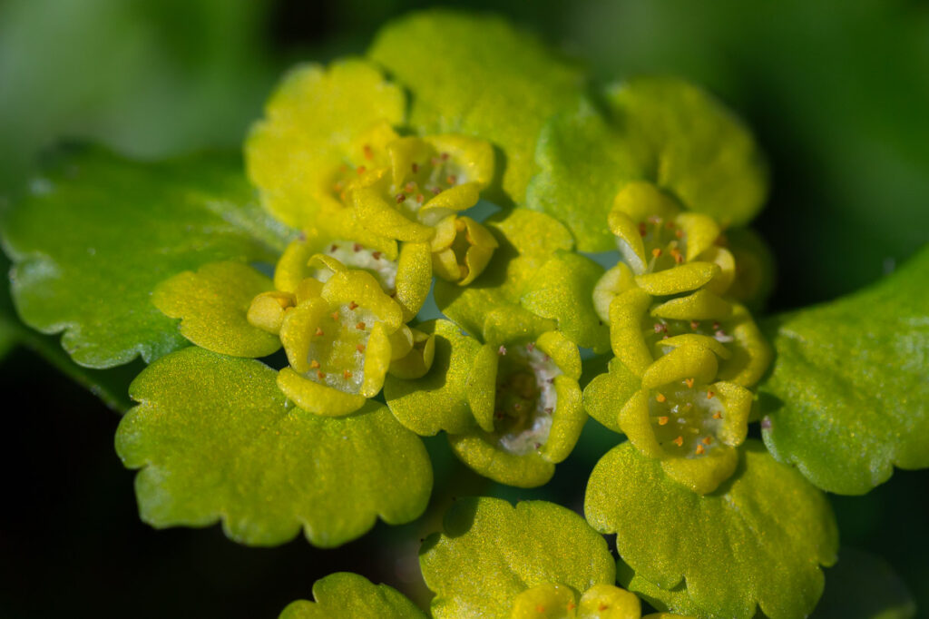 Wechselblättriges Milzkraut Chrysosplenium alternifolium