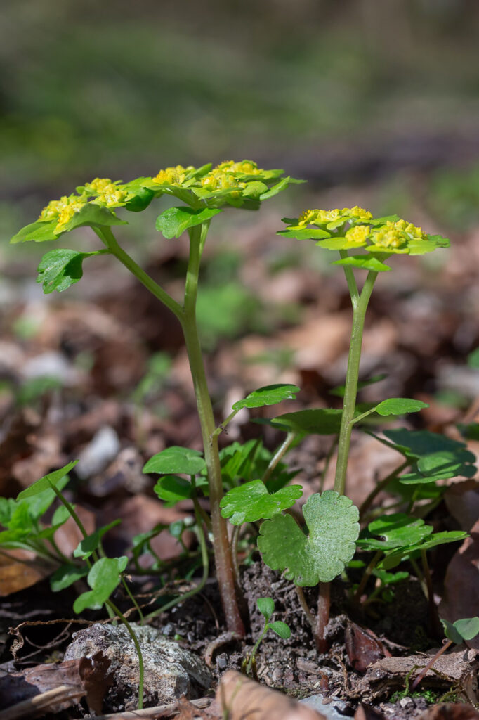 Wechselblättriges Milzkraut Chrysosplenium alternifolium