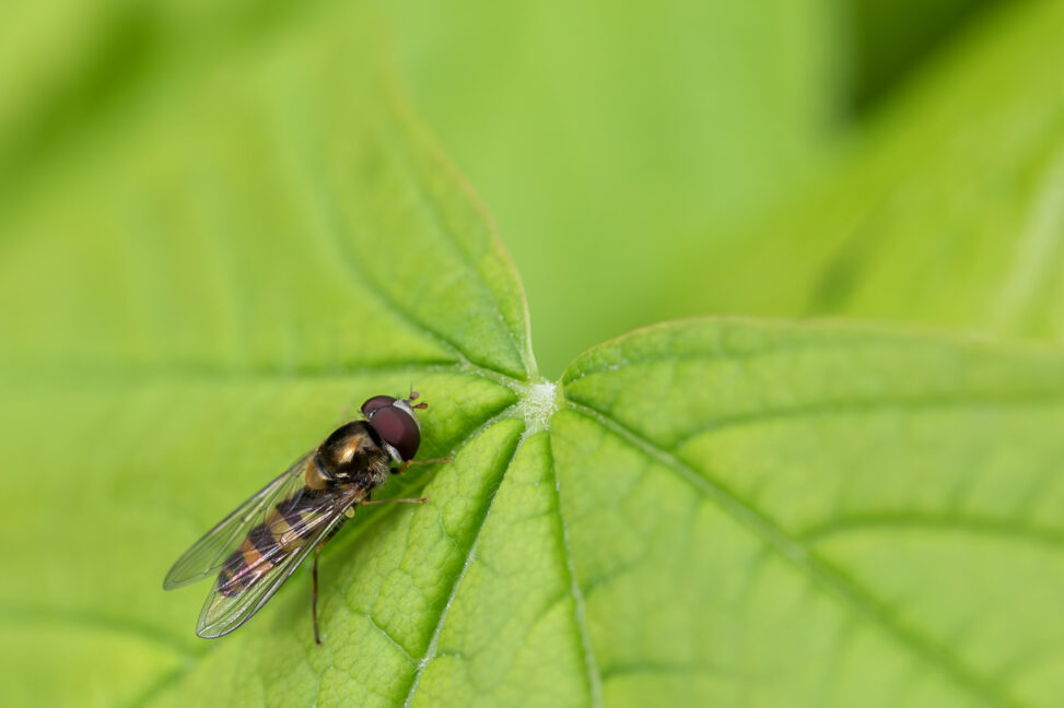 Gebänderte Buchenschwebfliege Fagisyrphus cinctus