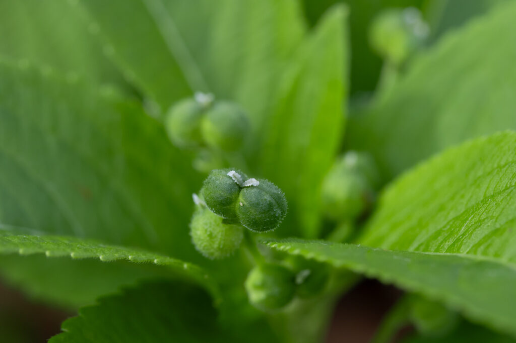 Wald-Bingelkraut Mercurialis perennis, weibliche Pflanze