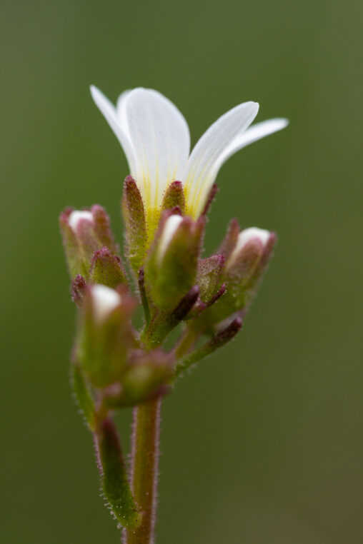 Knöllchen-Steinbrech Saxifraga granulata