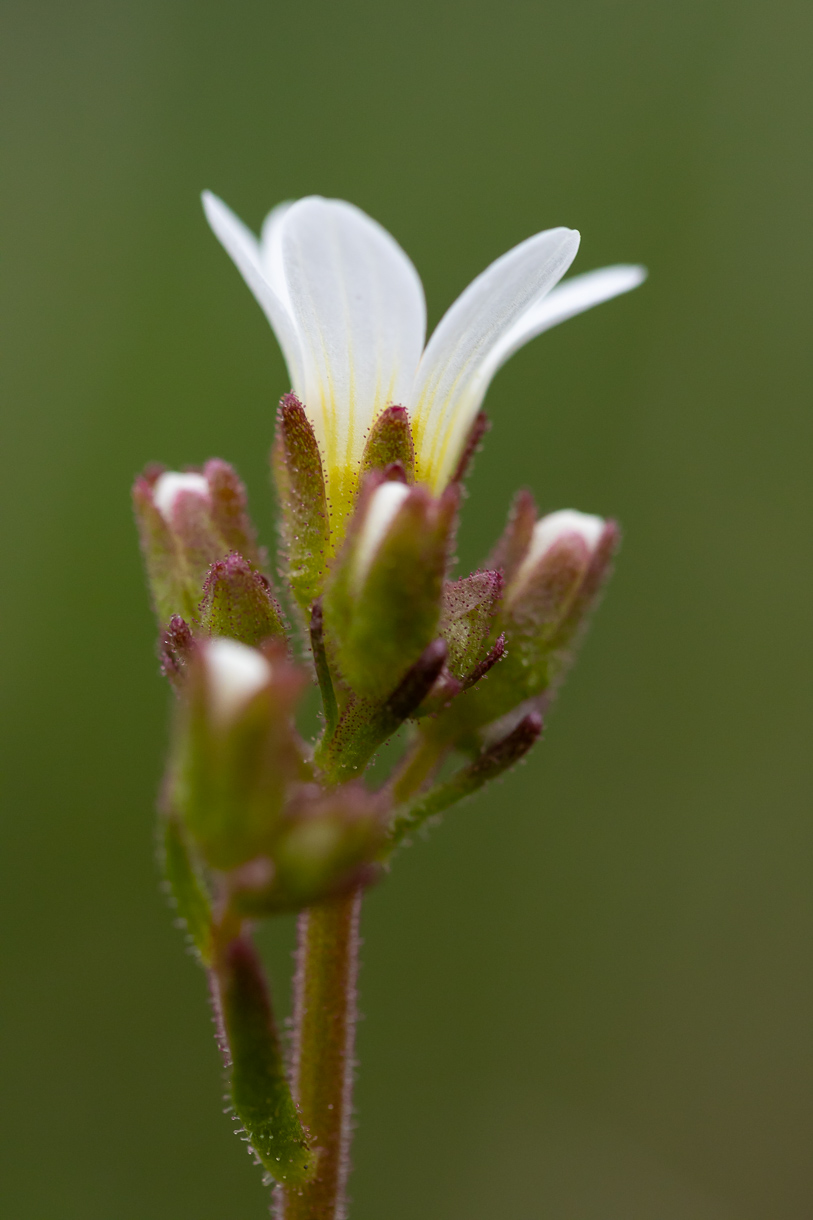 Knöllchen-Steinbrech Saxifraga granulata